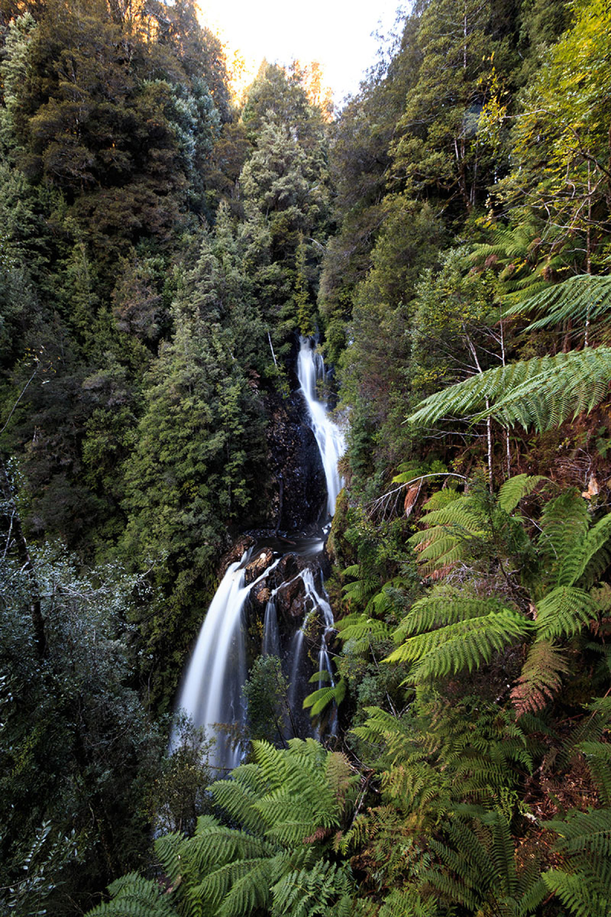 Waratah Falls