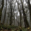 Magical Forests