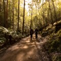 Walk in the Park