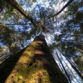 Tall trees