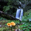 Middle Chasm Falls