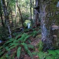 Approaching Lower Chasm Falls