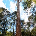 Tall Trees