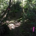 Pink ribbons lead the way