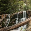 Upper tier of the bottom section of Mathinna Falls