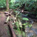 The hike along the creek