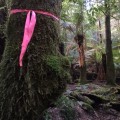Ribbons lead the way