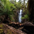 Myrtle Forest Falls