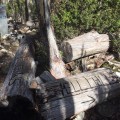Writing on logs marks the way!