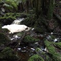 Punna Falls Creek
