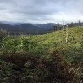 Logged Area