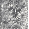 Mavista Falls, Adventure Bay, S. Bruny Isld