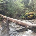 Looking upstream from the very top