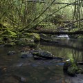 The creek downstream of the falls
